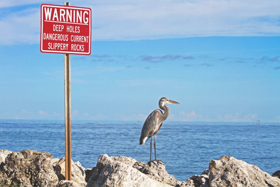 Florida biodiversity suffering from climate change consequences.