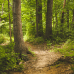 Procter & Gamble forest sourcing