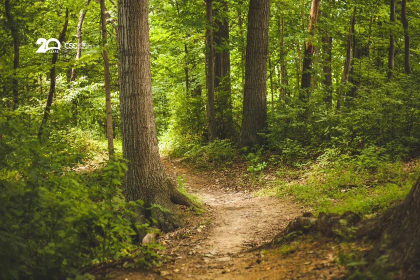 Procter & Gamble forest sourcing